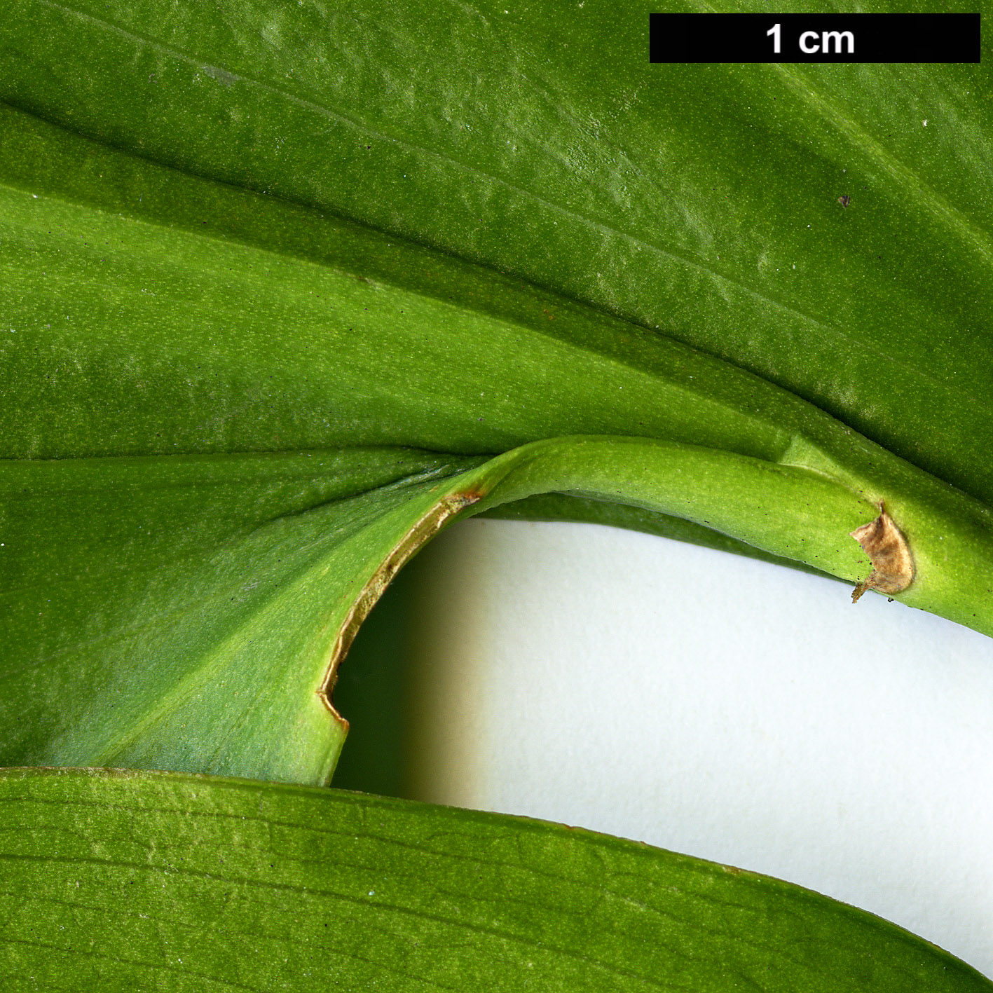 High resolution image: Family: Asparagaceae - Genus: Ruscus - Taxon: colchicus - SpeciesSub: 'Trabzon'